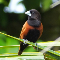 Chestnut Munia